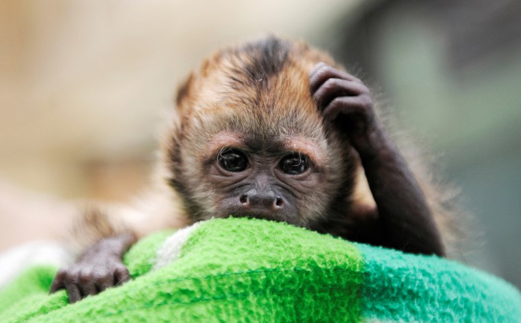 Nadua, a golden-bellied capuchin monkey born on June 16, scratches his head at the zoo in Cologne, western Germany.