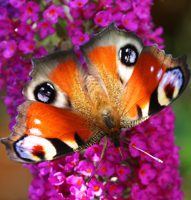 A peacock butterfly sits on a butterfly bush (also called a buddleia) in a garden in Hohen Neuendorf, Germany. This butterfly is known for its striking colors and is found in temperate Europe and Asia.