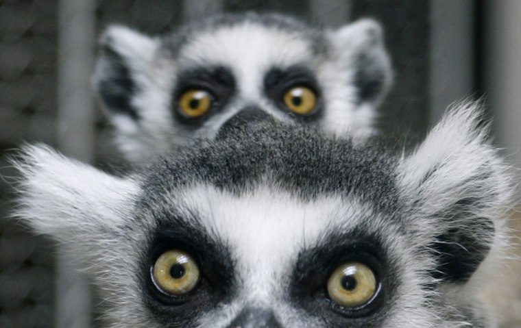 A baby ring-tailed lemur cuddles with its mother in their enclosure at Ueno Zoo in Tokyo.
