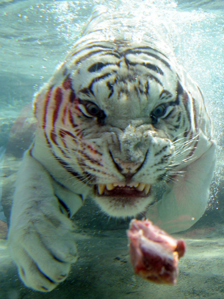 Odin, a white Bengal tiger, dives for a piece of meat at the opening of the new tiger exhibit at Six Flags Discovery Kingdom in Vallejo, Calif.