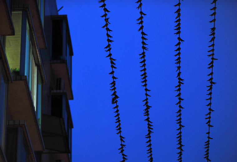 Swarms of swallows perch on power lines in front of a residential apartment building in southwest China's Sichuan province.