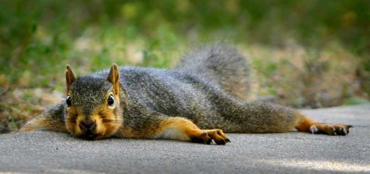 A squirrel spreads out in the shade at Oakdale Park in Salina, Kan on July 10. The temperature in Salina was in the mid 90s by the early afternoon.