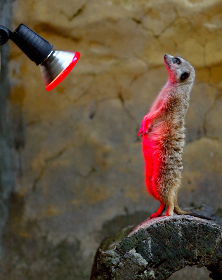 MEERKAT WARMS ITSELF IN THE GLOW OF A HEAT LAMP DURING COLD SNAP AT SYDNEY ZOO