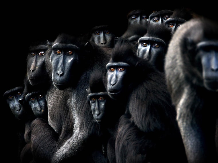 A group of Crested Macaques, more used to tropical rainforests in Indonesia, huddle for warmth in Dublin Zoo, Dublin, Ireland, Friday, Dec. 30, 2005. The primates are endangered in their own land,  due to hunting and the clearing of their native habitat, sometimes even taken when very young as pets by the local population (AP Photo/Niall Carson/PA)  **  UNITED KINGDOM OUT NO SALES NO ARCHIVE **