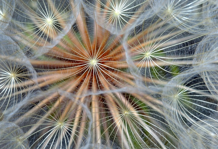 The intricate patterns in the seed head from a salsify plant are seen in a field near Great Falls, Mont., on Monday, July 2, 2007.  The salsify plant, also known as showy goats beard, has a yellow flower which opens early in the morning and often closes by late afternoon.  The wildflower forms a seed head that resembles a dandelion's but is much larger. (AP Photo/Great Falls Tribune, Robin Loznak)