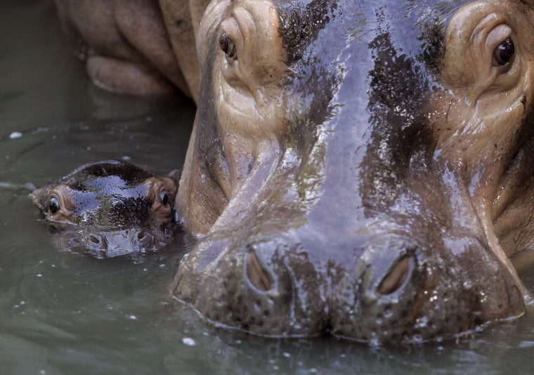 Image: A 12-day-old Nile hippopotamus swims next to its mother at a zoo in Kuala Lumpur
