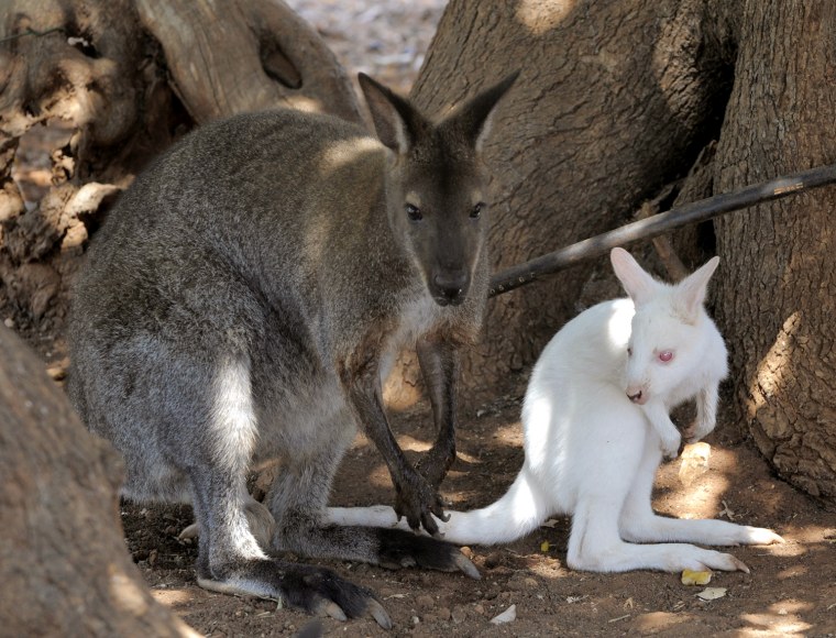 Image: An albino wallaby born in captivity is seen with another wallaby in their enclosure at a private zoo in the district of Paphos