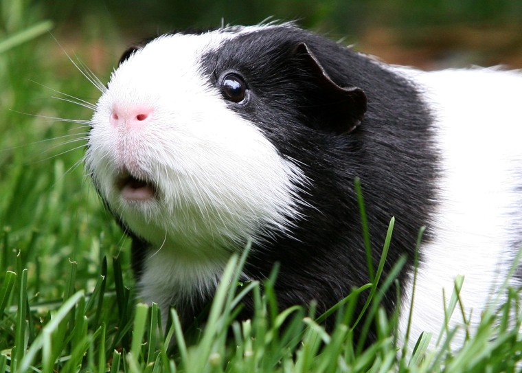 Image: Disney's New Blockbuster Featuring Guinea Pigs Sparks Interest In The Pets