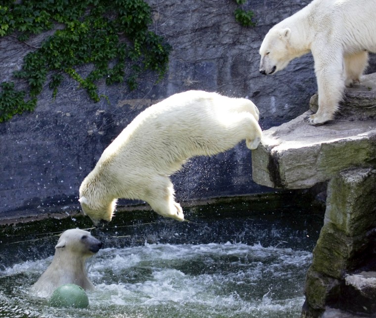 Image: Polar bears play in the water in its enclosure on a sunny day at Schoenbrunn zoo in Vienna