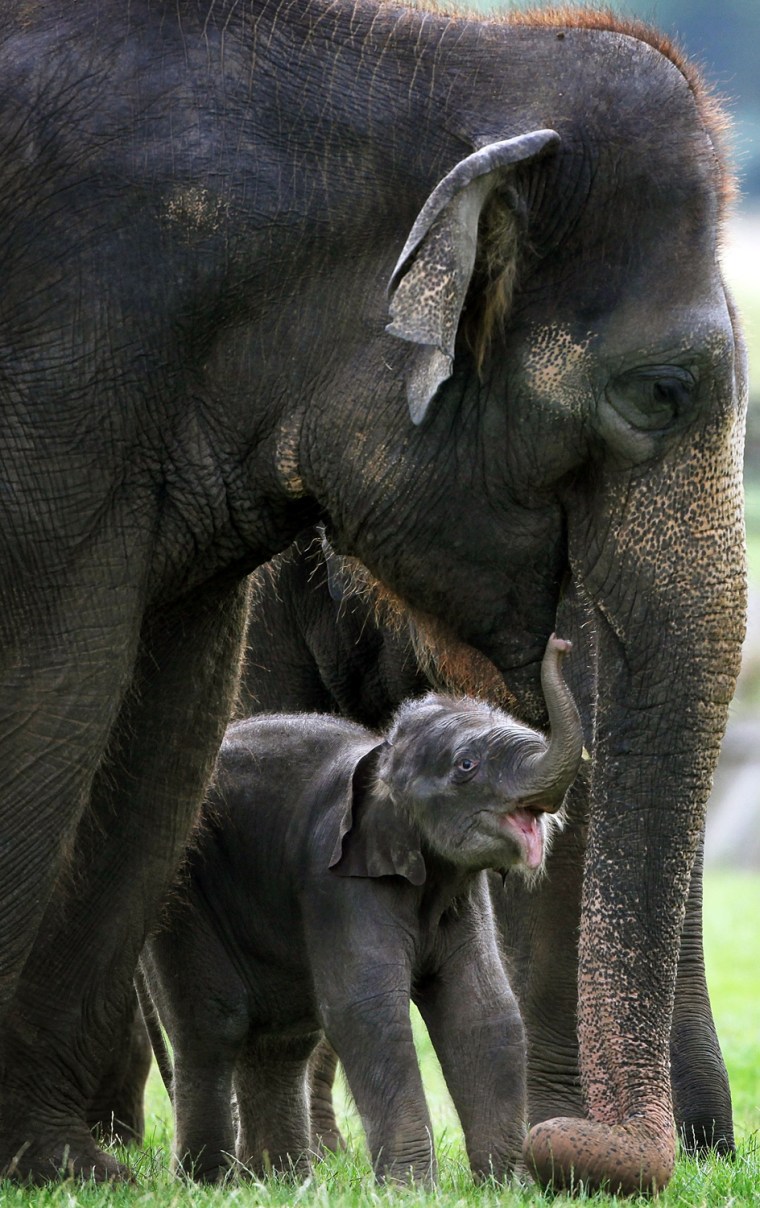 Image: Baby Asian Elephant Makes Its First Public Appearance At Whipsnade Animal Park