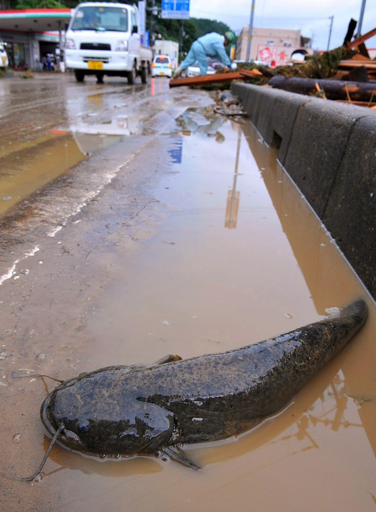Image: A giant catfish is stranded in the road after floodwaters receded.