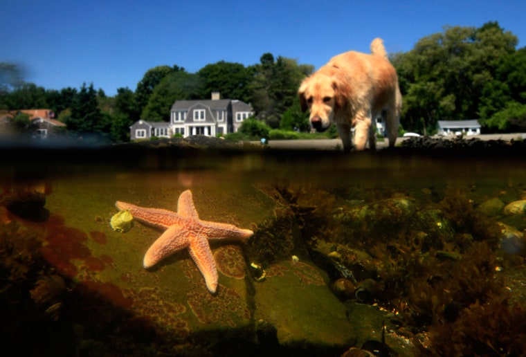 A curious golden retriever wades into a tide pool at Pond Cove in Cape Elizabeth, Maine.