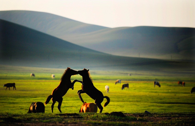 Two horses fight on the grassland near Chifeng, a city in north China's Inner Mongolia Autonomous Region.