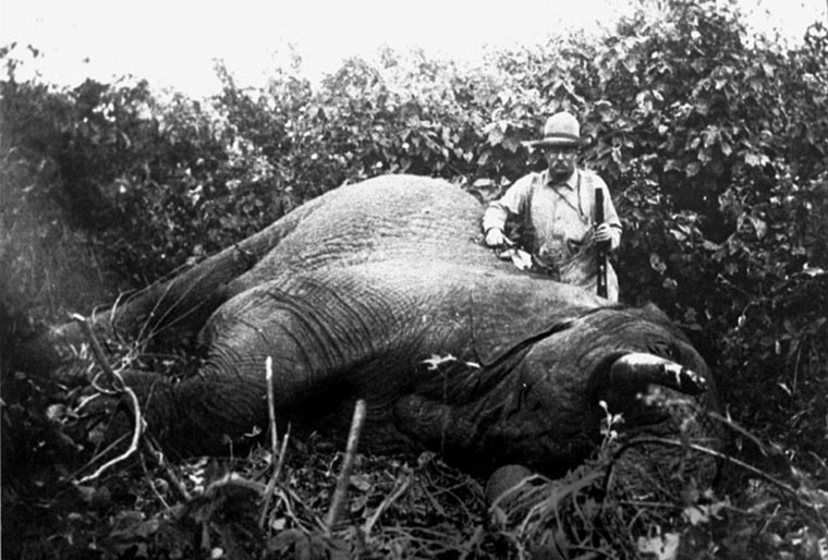 Lover of big game hunts, Theodore Roosevelt is shown beside elephant he brought down in Africa in 1909. (AP Photo)
