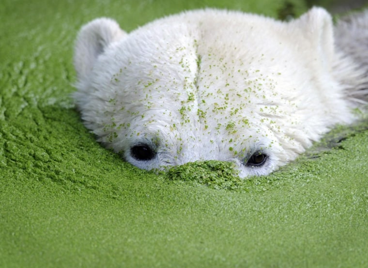 Polar bear Knut swims in common duckweed at the Zoo Berlin. Fans of Knut anxiously await the first meeting of Knut with 3-year-old female Gianna. Knut and Gianna are expected to first get used to each other and later mate.