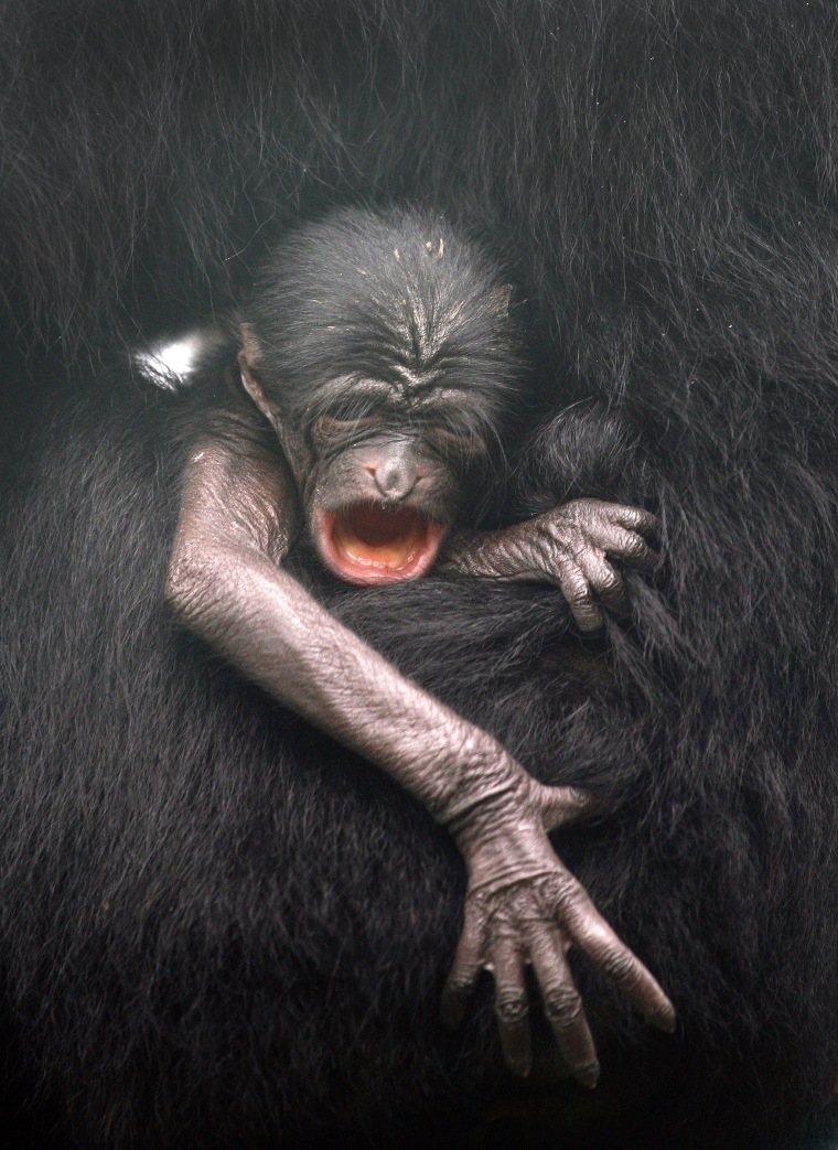 A 2-day-old baby Siamang yawns at its mother's lap at the Central Zoo in Kathmandu.