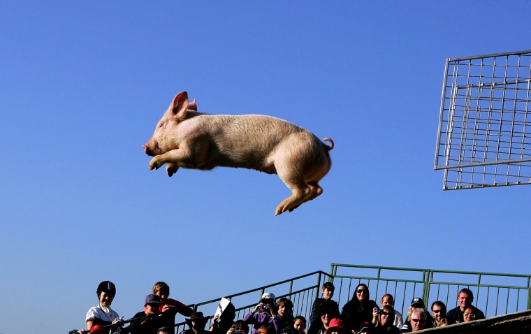 Miss Porky Pig flies through the air during the pig racing and diving event Sept. 18 at the Royal Melbourne Show in Melbourne, Australia. The show has been taking place in Melbourne since 1848 and is Victoria's largest annual public entertainment event, expected to attract around half a million visitors in 2009.
