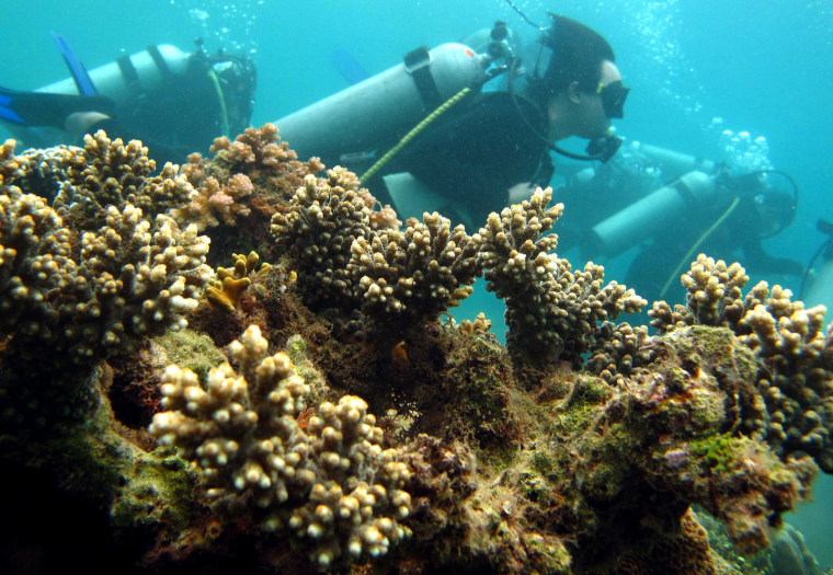 Image: Students of the University of the Philippines- Diliman dive the reefs off Batangas Bay, south of  Manila
