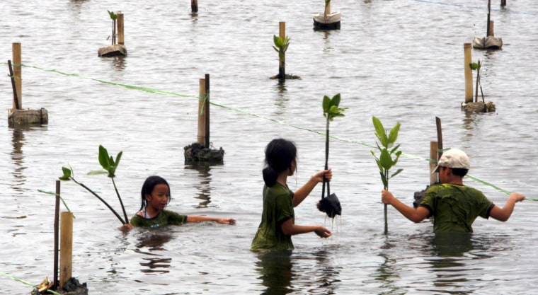 Image: An Indonesia student plants mangrove tree accompanied by a worker at a Kapuk conservation area in Jakarta