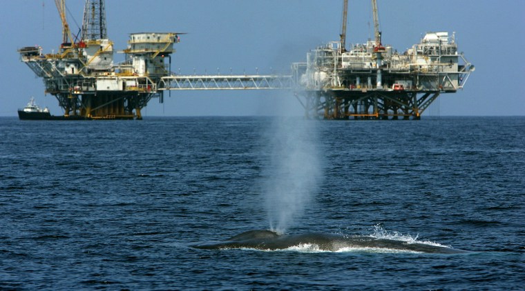 Image: Endangered Blue Whales Spotted Off California Coast