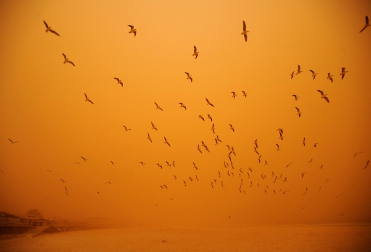 Image: Seagulls reluctantly take flight in the high winds as a dust storm blankets Bondi Beach in Sydney