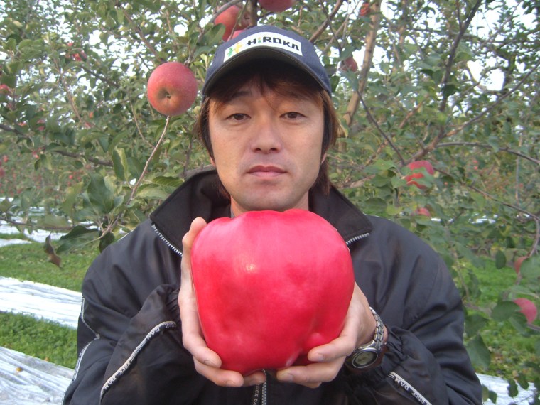 Heaviest apple
The heaviest apple weighed 1.849 kilograms (4 pounds, 1 ounce). It was grown by Chisato Iwasaki at his apple farm in Hirosaki City, Japan, and picked Oct. 24, 2005.