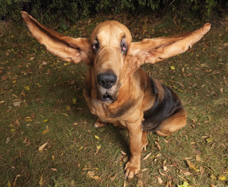 Dog With Longest Ears