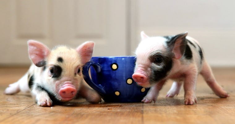 Teacup pigs are new craze