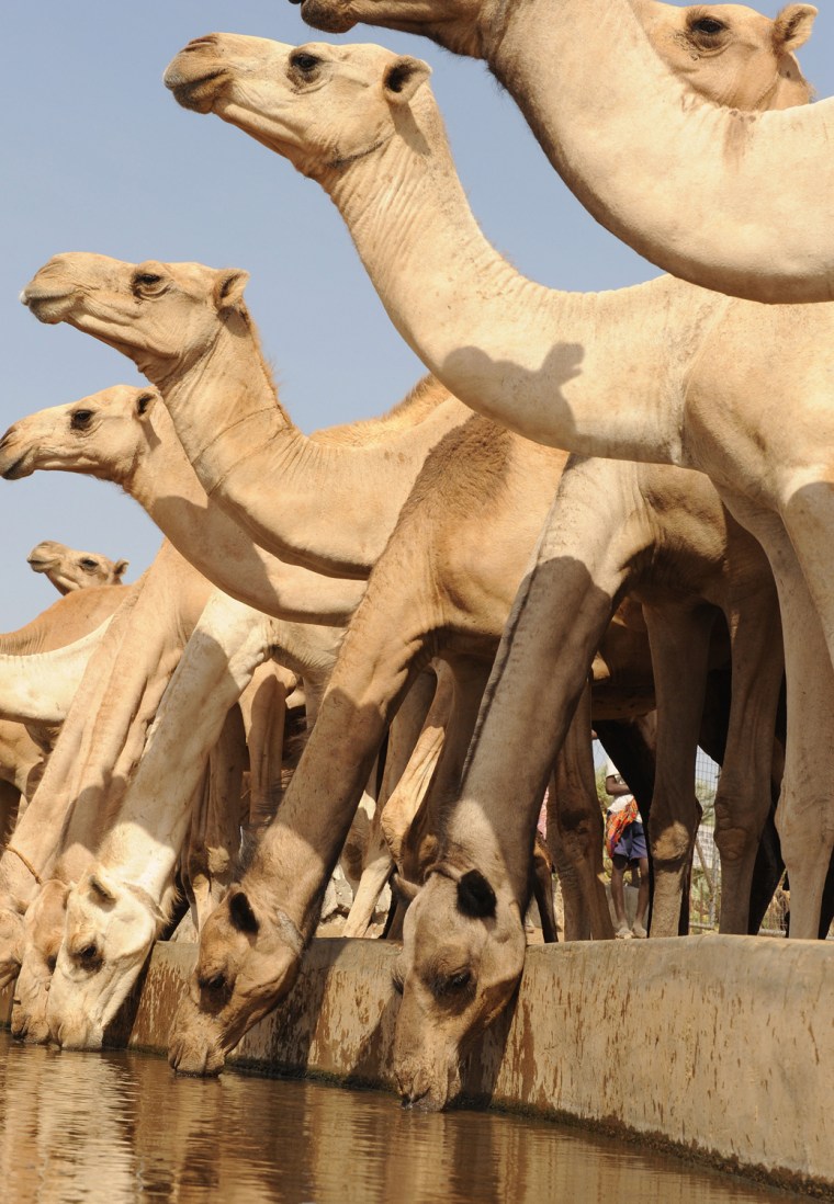 Camels drink water from a well in the village of Yaa-Sharbana in Egypt.