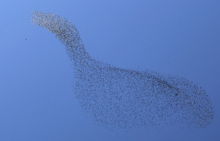 A flock of starlings fly over Rahovec, Kosovo.