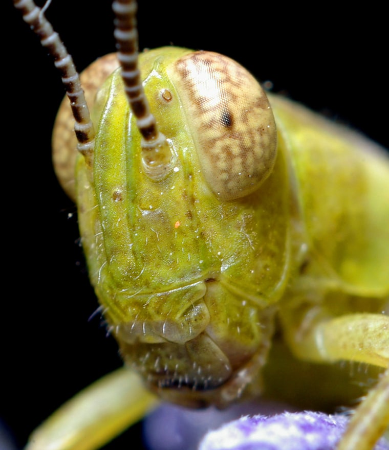 Grasshopper Head
