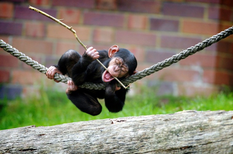 A baby chimpanzee plays in its enclosure at Taronga Zoo in Sydney.