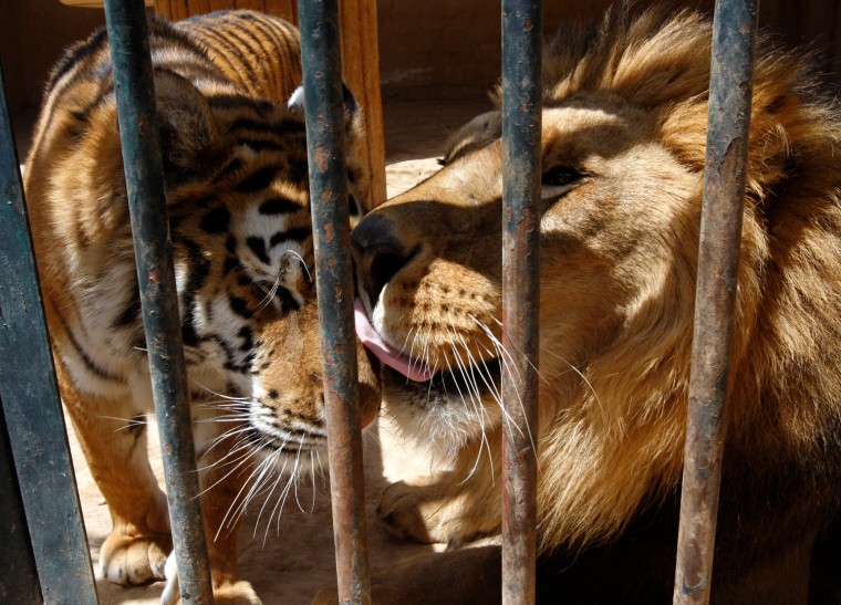Image: Laith the lion licks Dima the tigress in their cage at Ghamadan Zoo near Amman