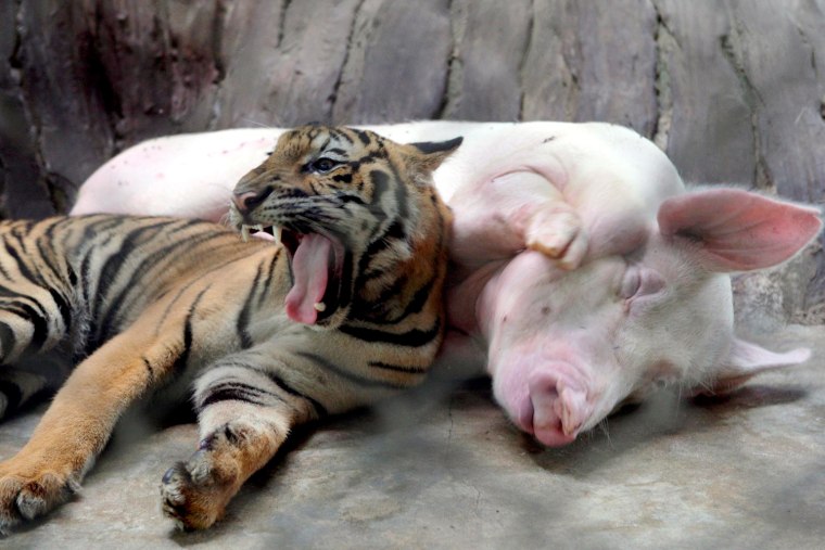 Image: Tiger and pig at Sriracha Tiger Zoo