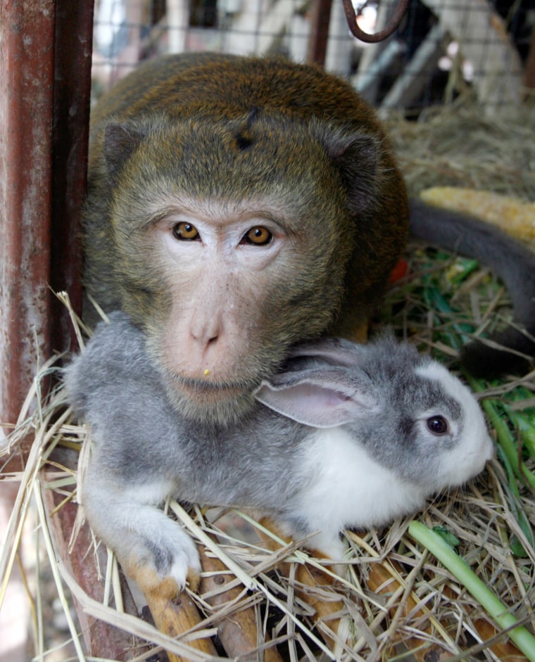 Image: BoonLua, long-tailed macaque, lives with rabbit in Ayutthaya province