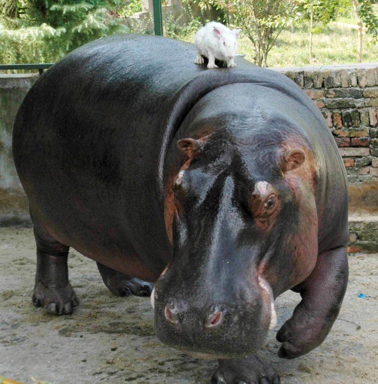Image: Rabbit On Top of a Hippo