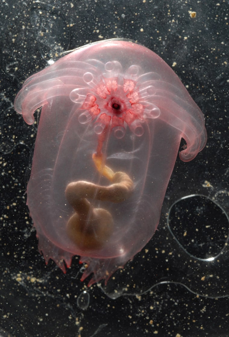 A transparent sea cucumber swims at a depth of 9,200 feet in the northern Gulf of Mexico. The permanent darkness of the ocean depths is home to a far greater range of animals than previously thought, scientists recently announced.