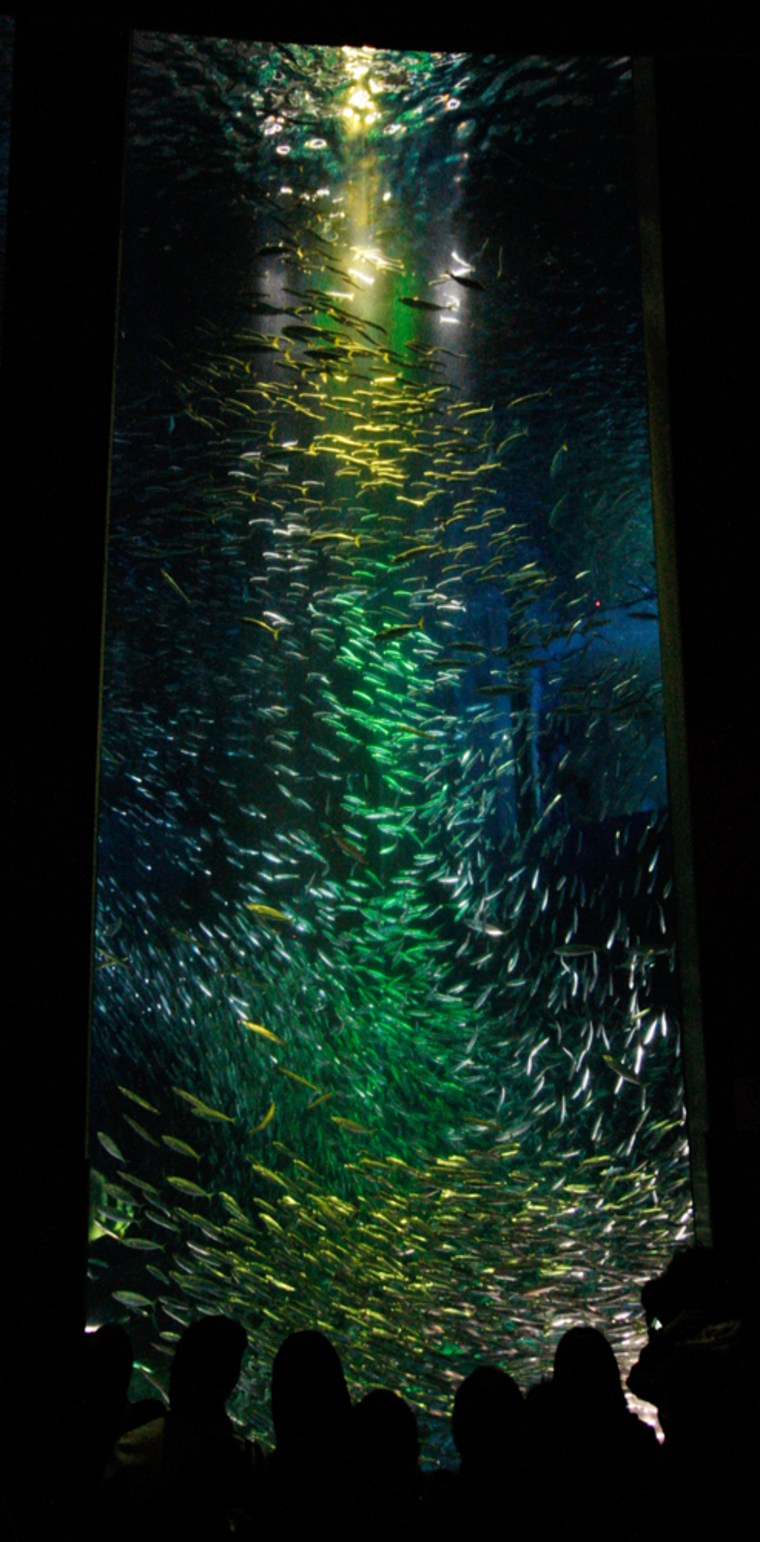 Illuminated sardines swim in a tank during a Christmas show event at the Yokohama Hakkeijima Sea Paradise in Yokohama, Japan.