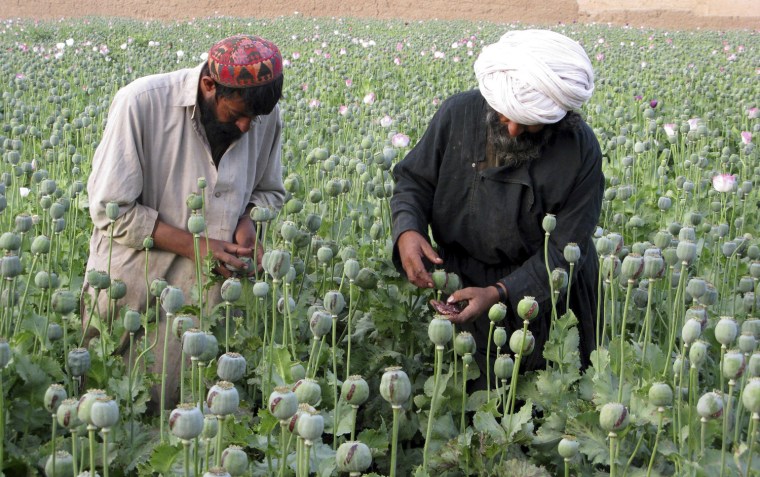 Image: To match feature AFGHANISTAN-OPIUM/