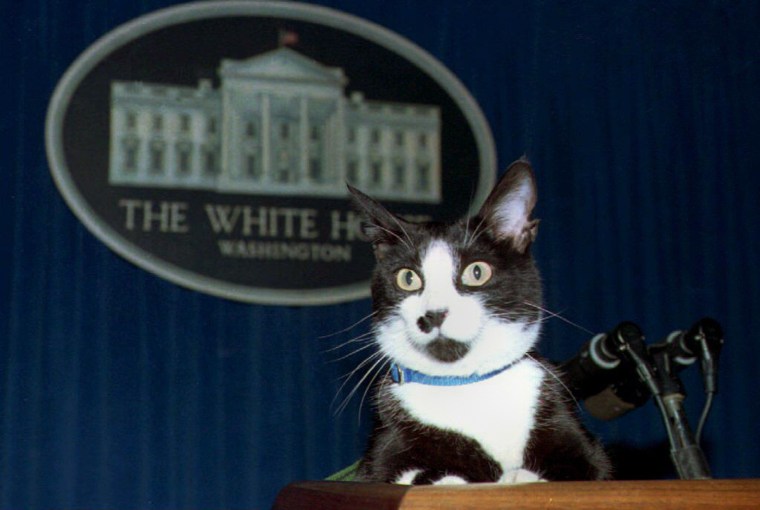 Image: Socks, the White House cat, sits atop the podium i