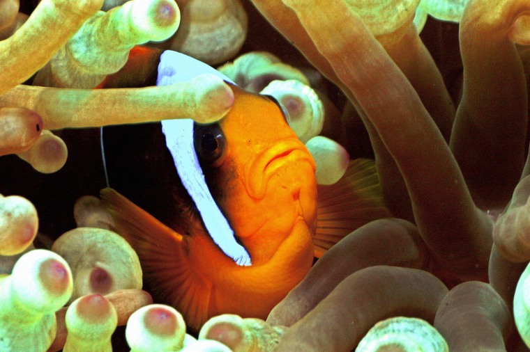 A Clownfish (Amphiprion bicintus ),shelt