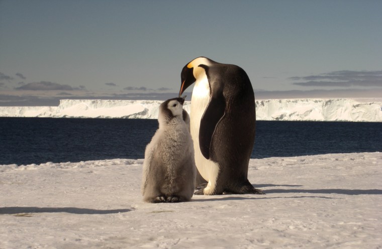 Image: Emperor penguin feeding chick