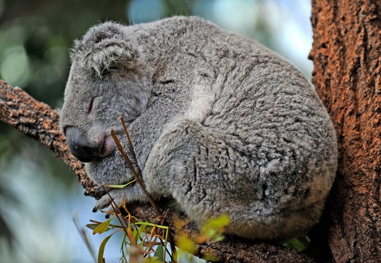 An Australian koala rests on a branch at