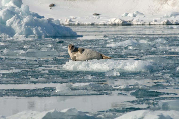 Image: Ringed seal