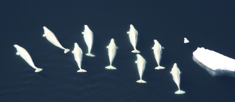 Image: Beluga whales swim off the coast of Alaska