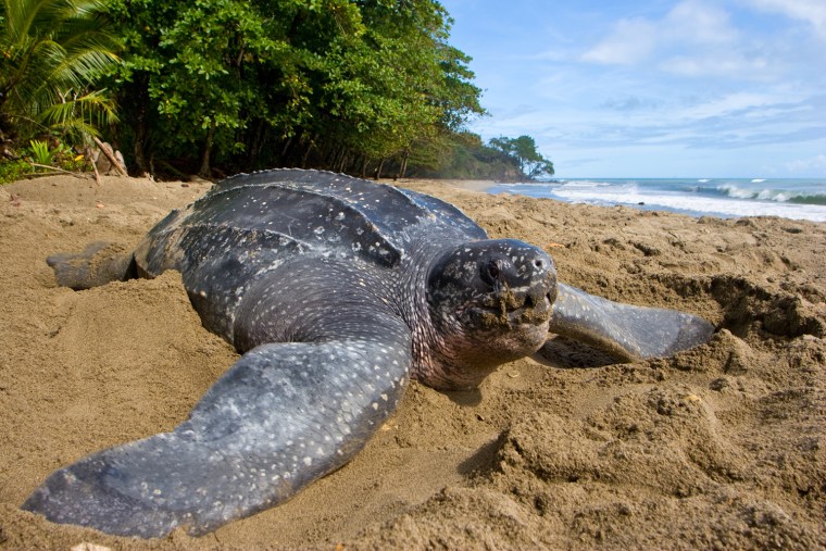 Image: Leatherback turtle