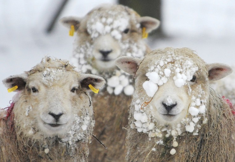 Image: Sheep are seen covered in snow in Helperby