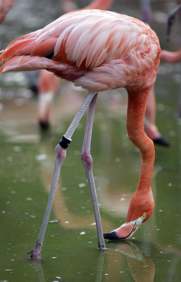 Image: A Caribbean Flamingo eats from a pond 12