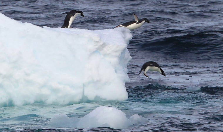 Image: Penguins seen from South Korea's government-oprated icebreaker Araon