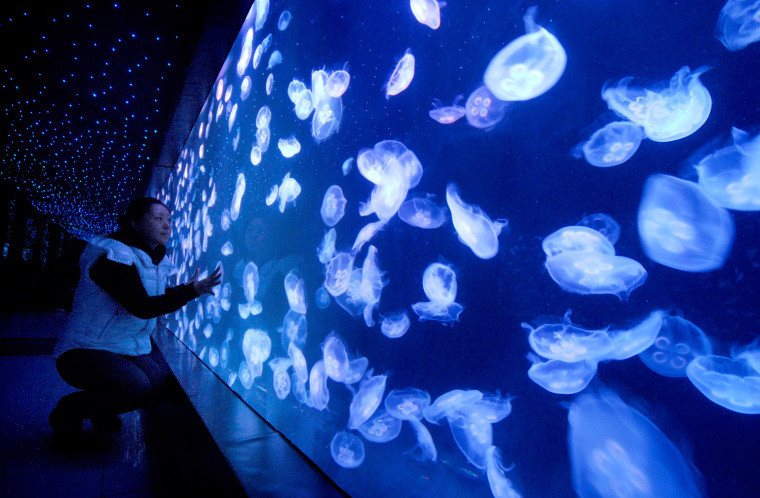 Image: Jellyfish Aquarium Opens To Public In Nanjing